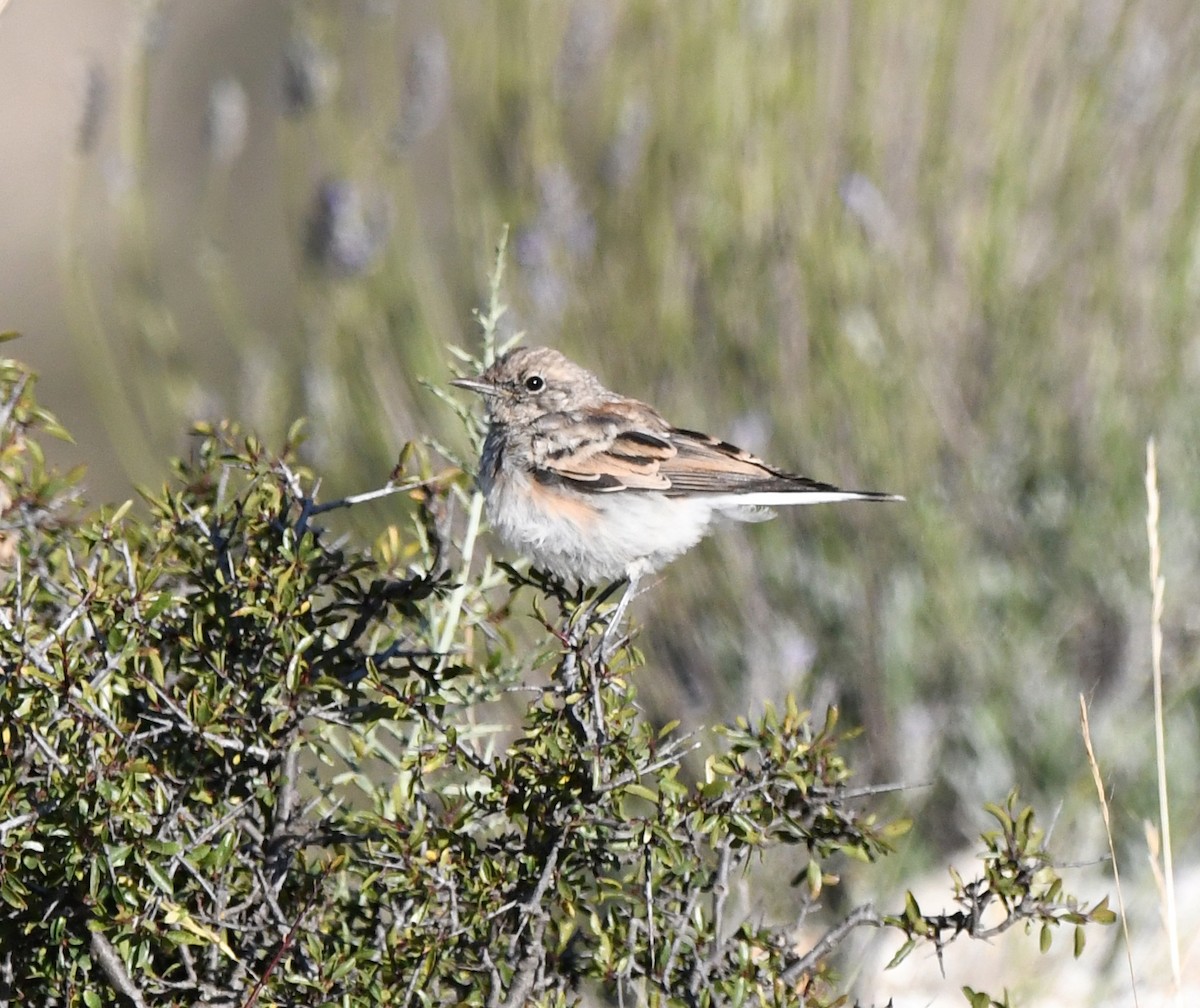 Western Black-eared Wheatear - ML608607646