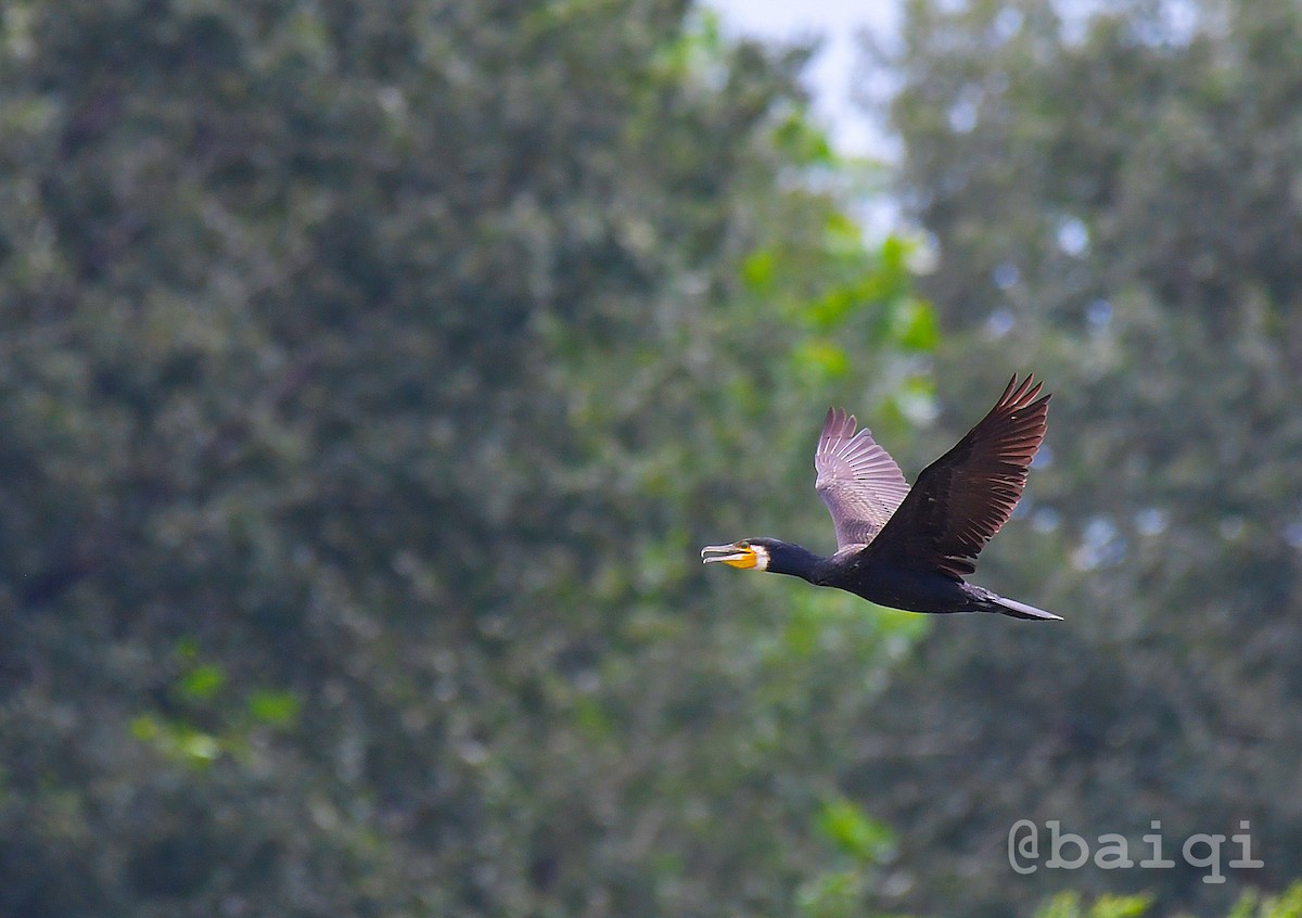 Great Cormorant - qi bai