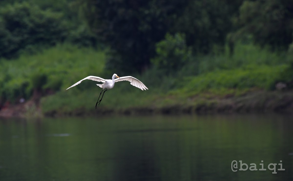 Great Egret - ML608607718