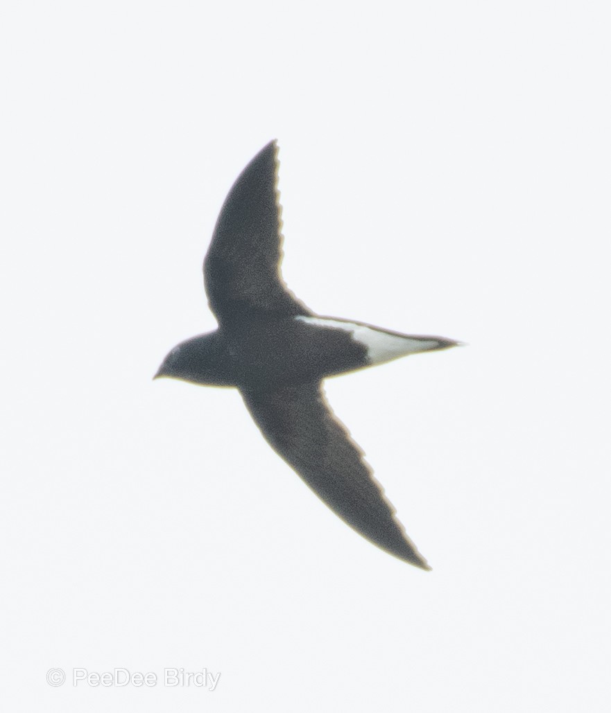 Brown-backed Needletail - ML608607985