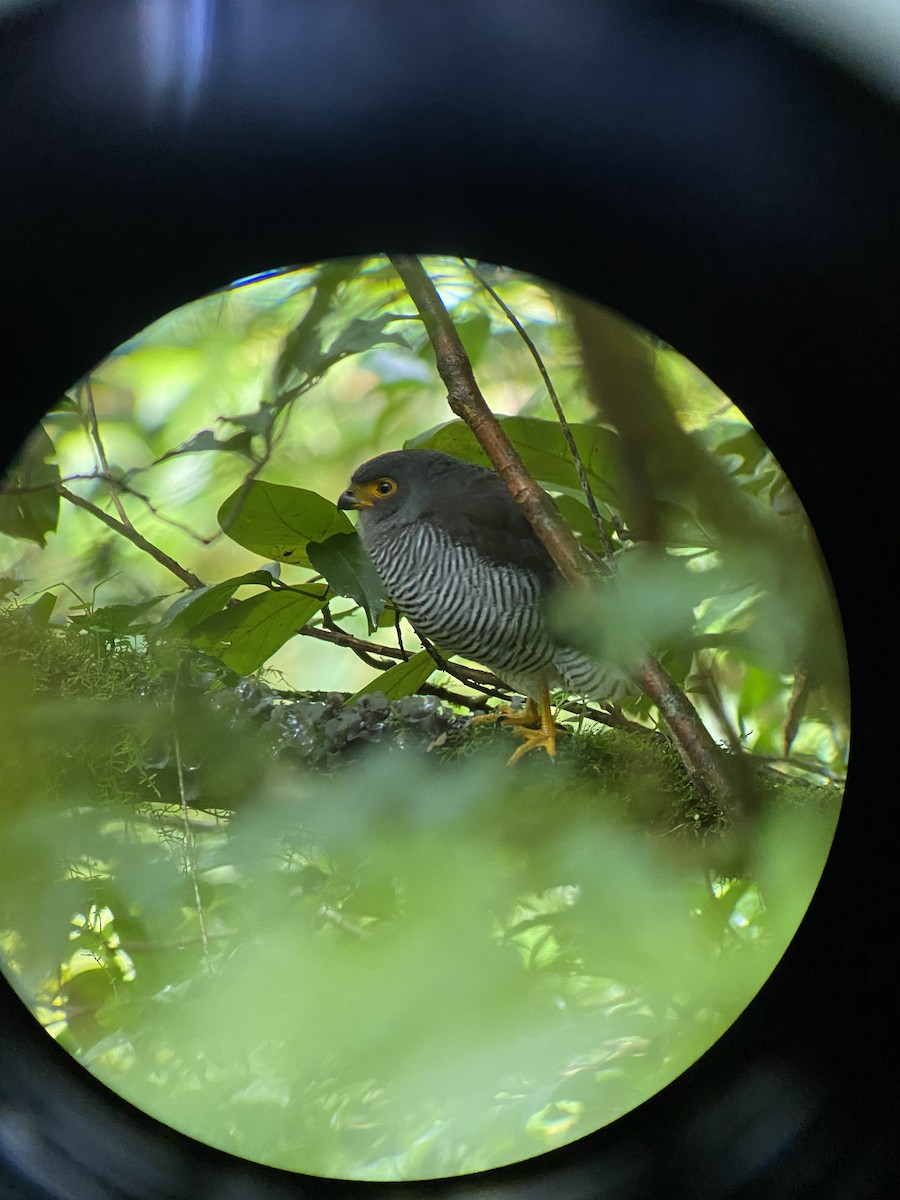 Barred Forest-Falcon - ML608607994