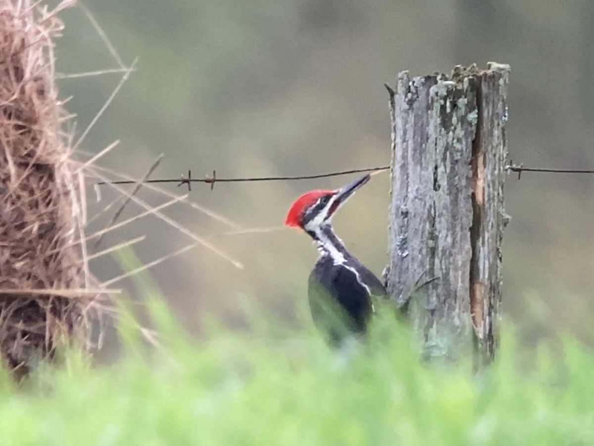 Pileated Woodpecker - ML608608002