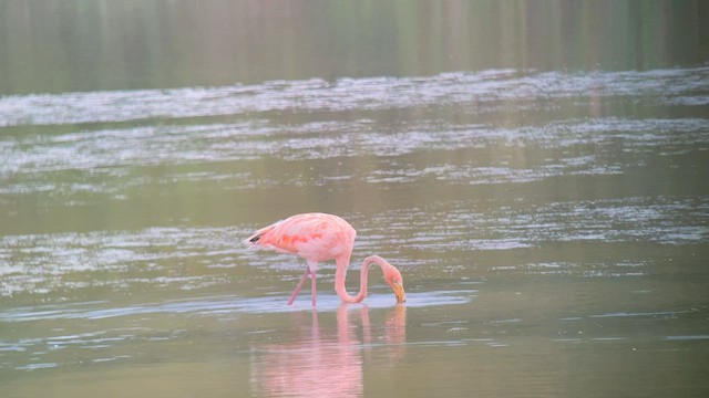 Amerika Flamingosu - ML608608084