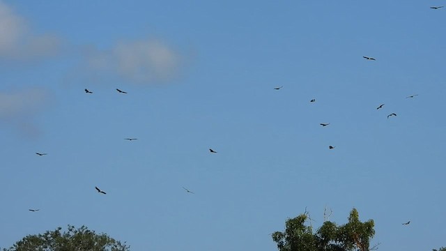 White-backed Vulture - ML608608167