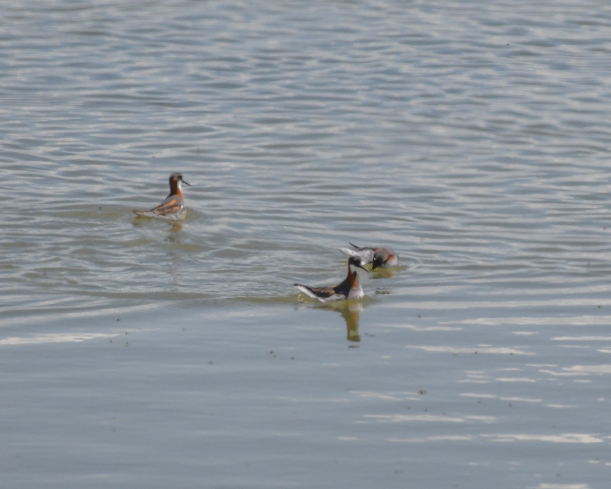 Red-necked Phalarope - ML608608205