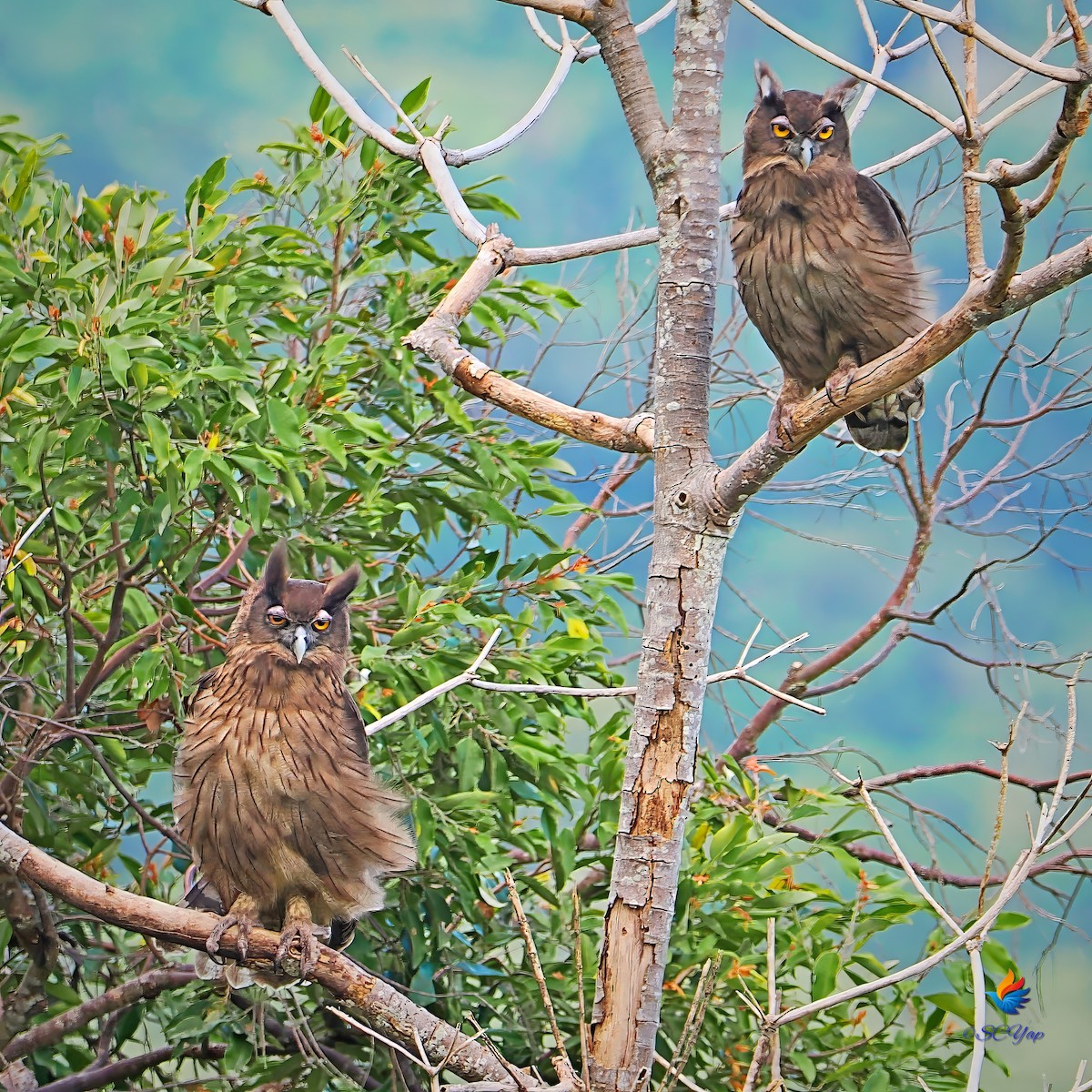 Dusky Eagle-Owl - Sue Chew Yap