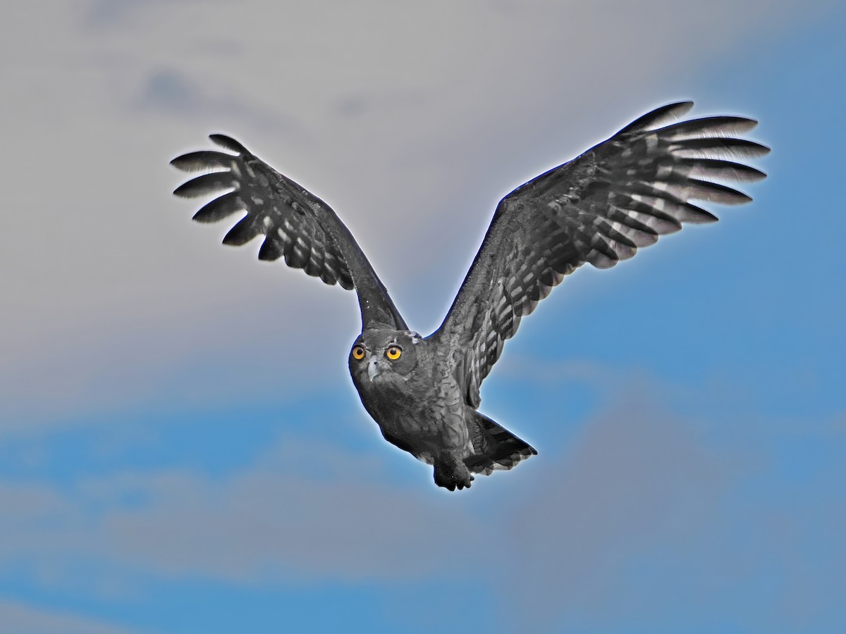 Dusky Eagle-Owl - Sue Chew Yap