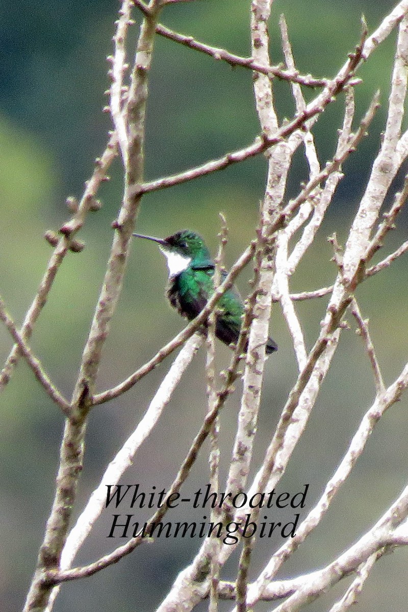 White-throated Hummingbird - ML608608419