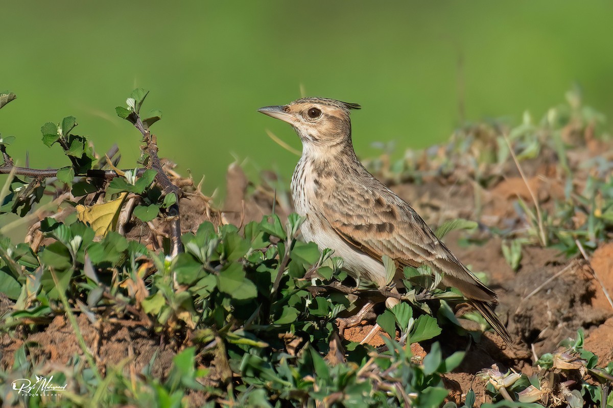 Cochevis de Malabar - ML608608432