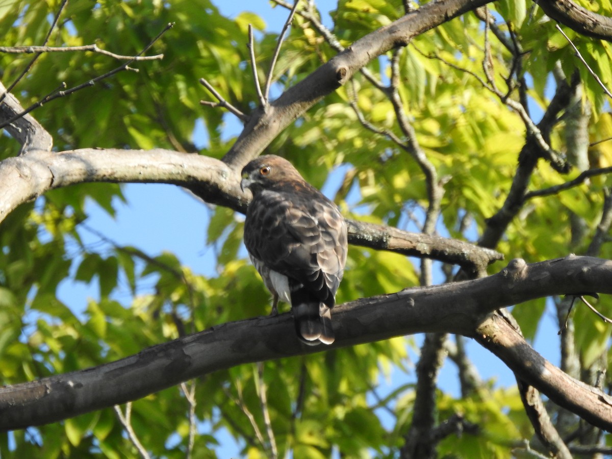 Broad-winged Hawk - ML608608439