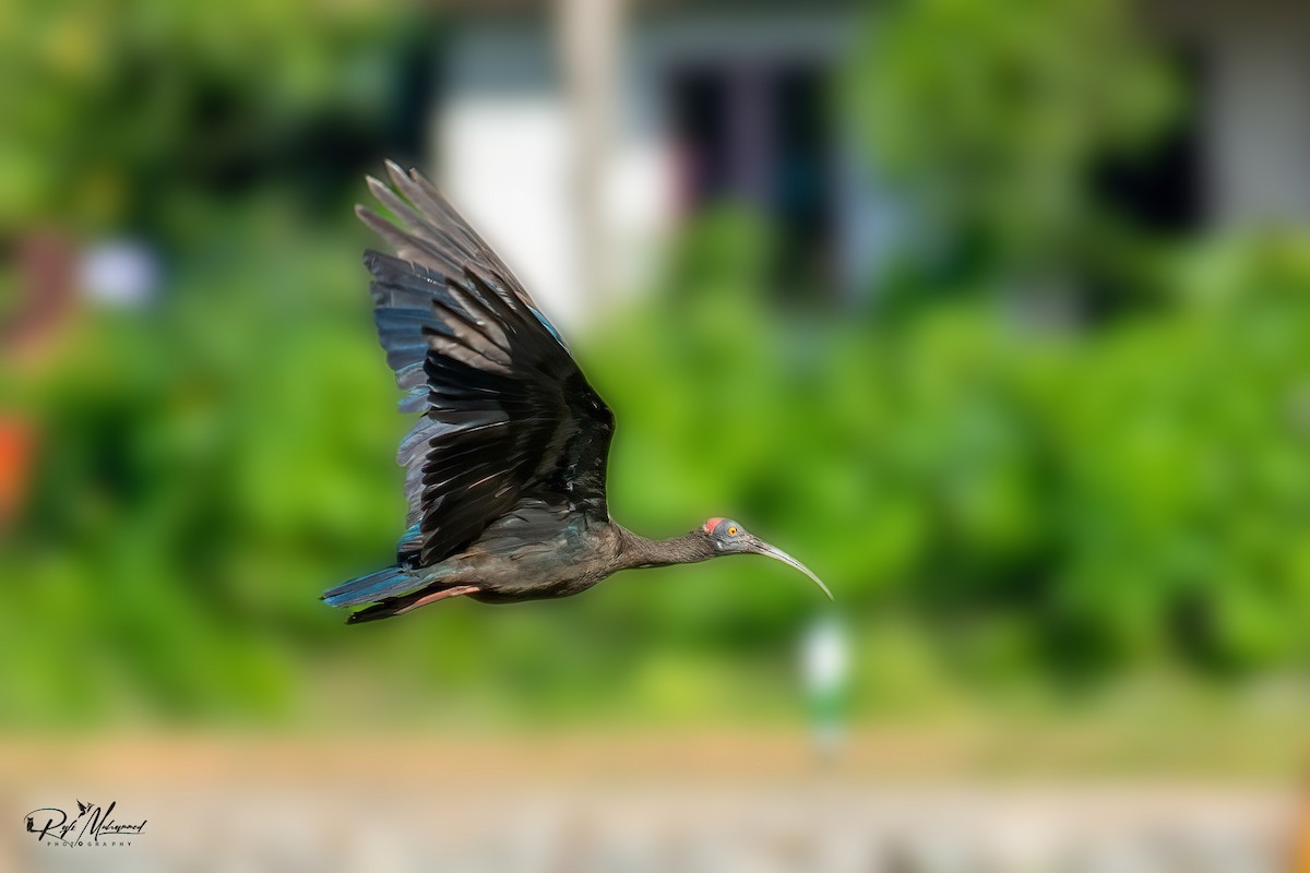 Red-naped Ibis - ML608608449