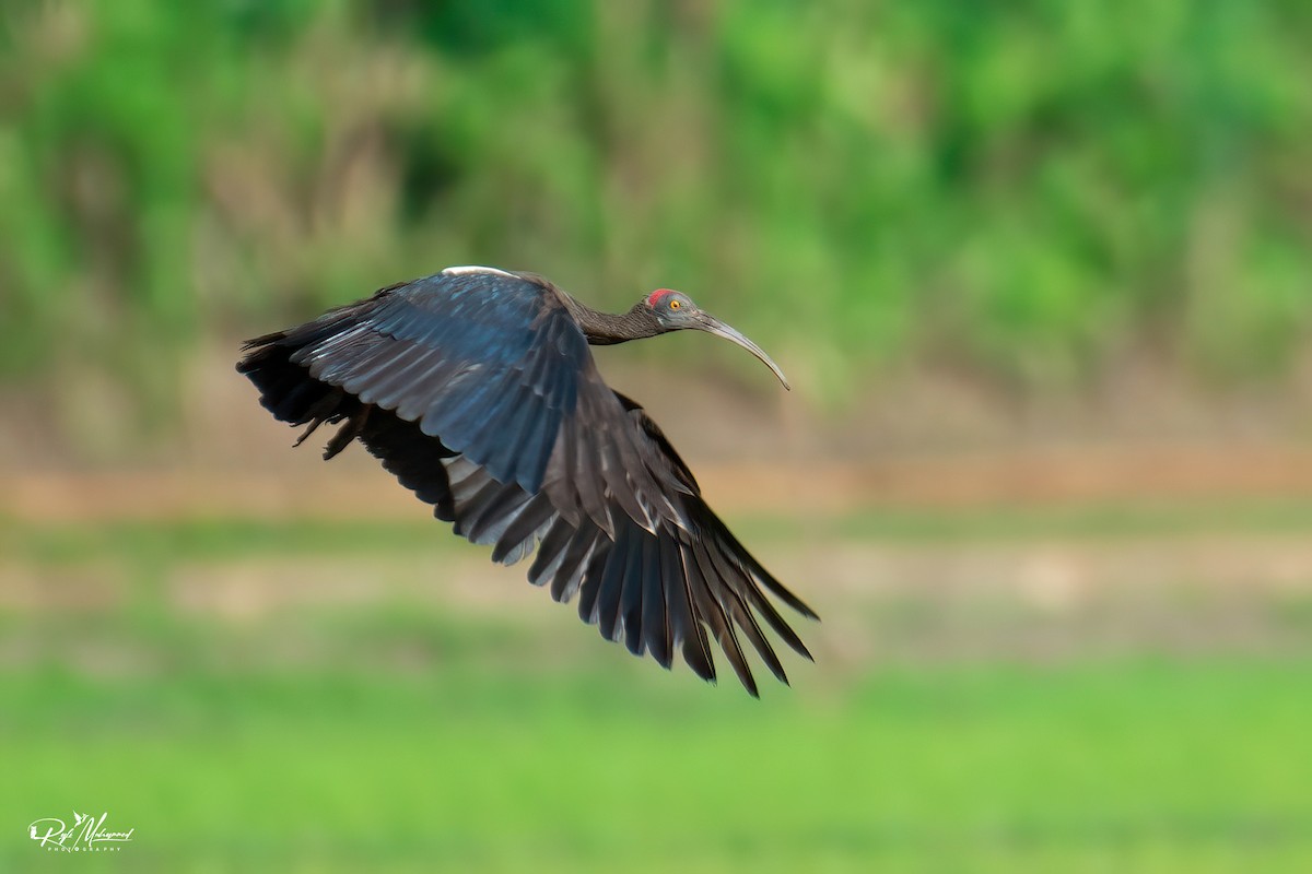 Red-naped Ibis - ML608608450