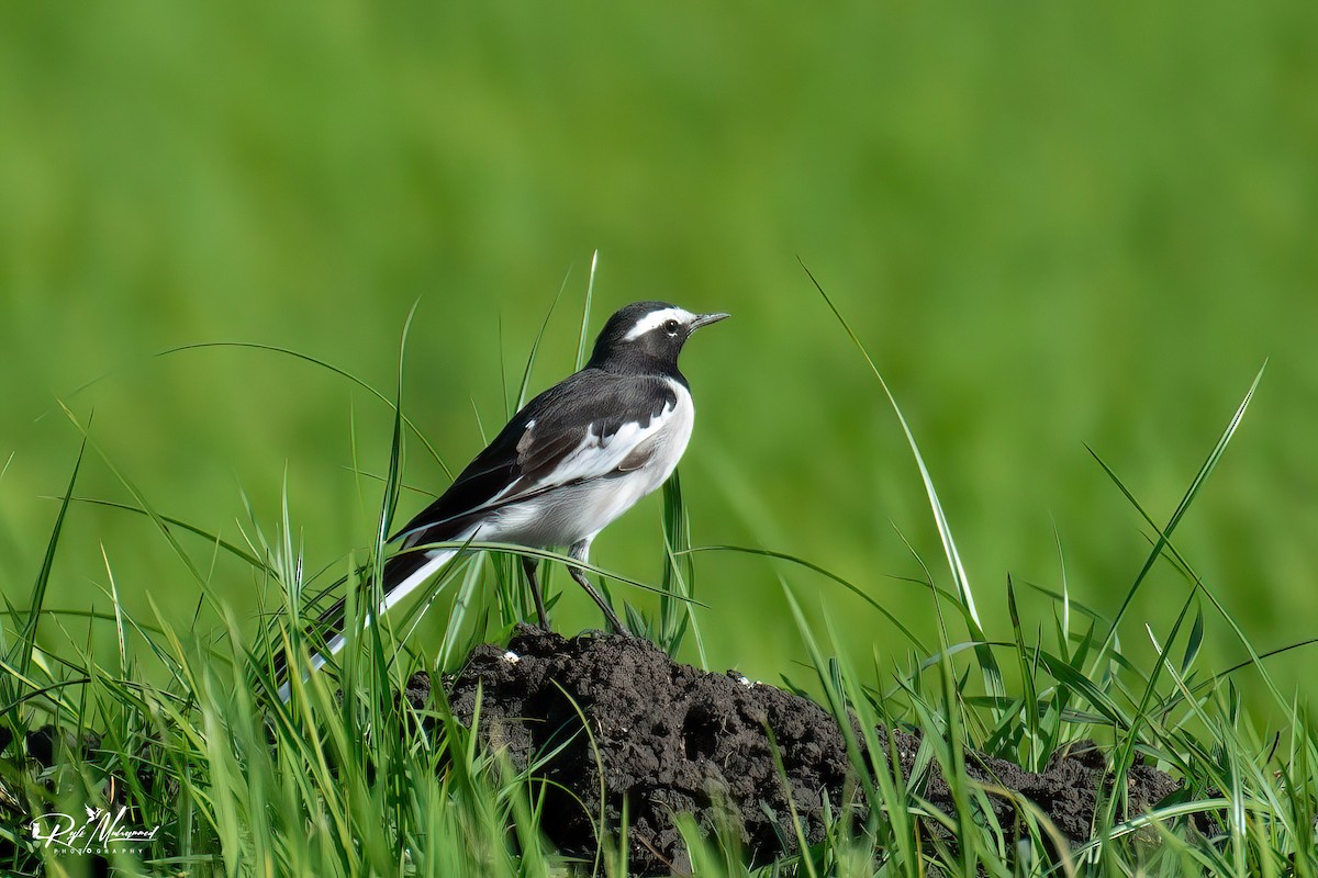 White-browed Wagtail - ML608608456
