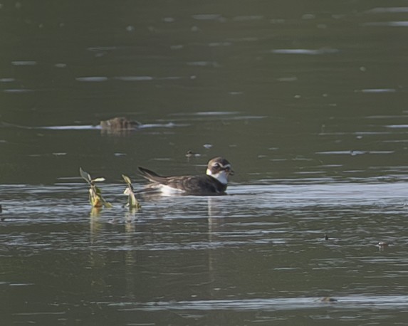 Semipalmated Plover - ML608608604