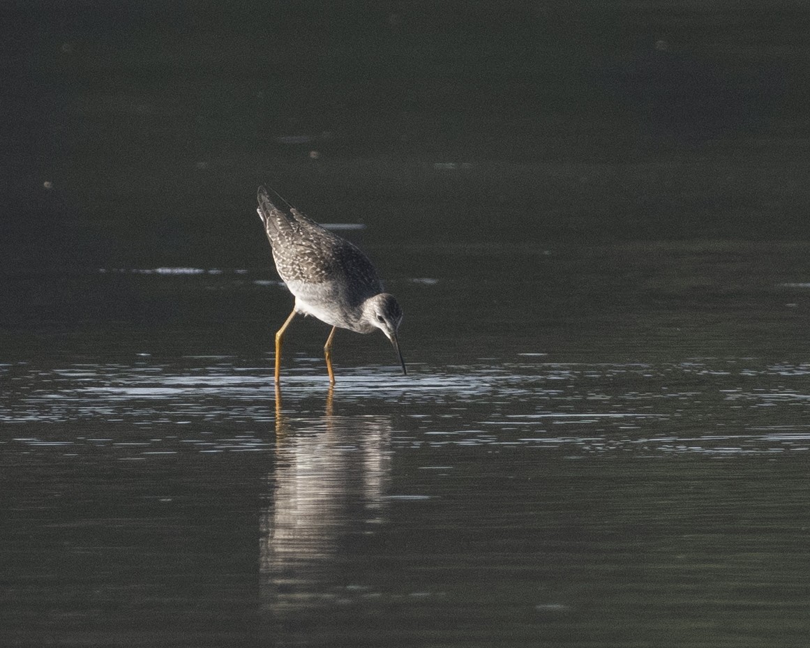 Lesser Yellowlegs - ML608608616