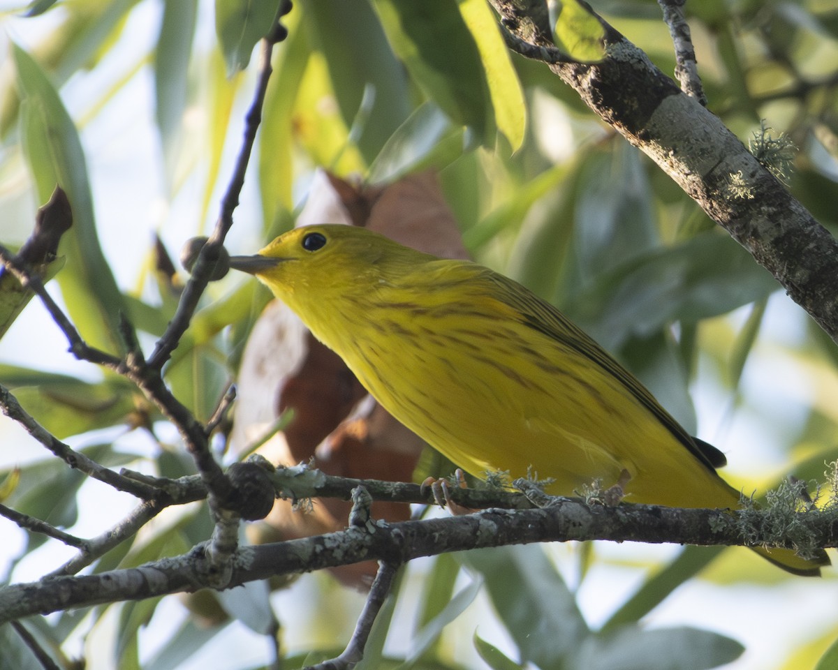 Yellow Warbler - ML608608639