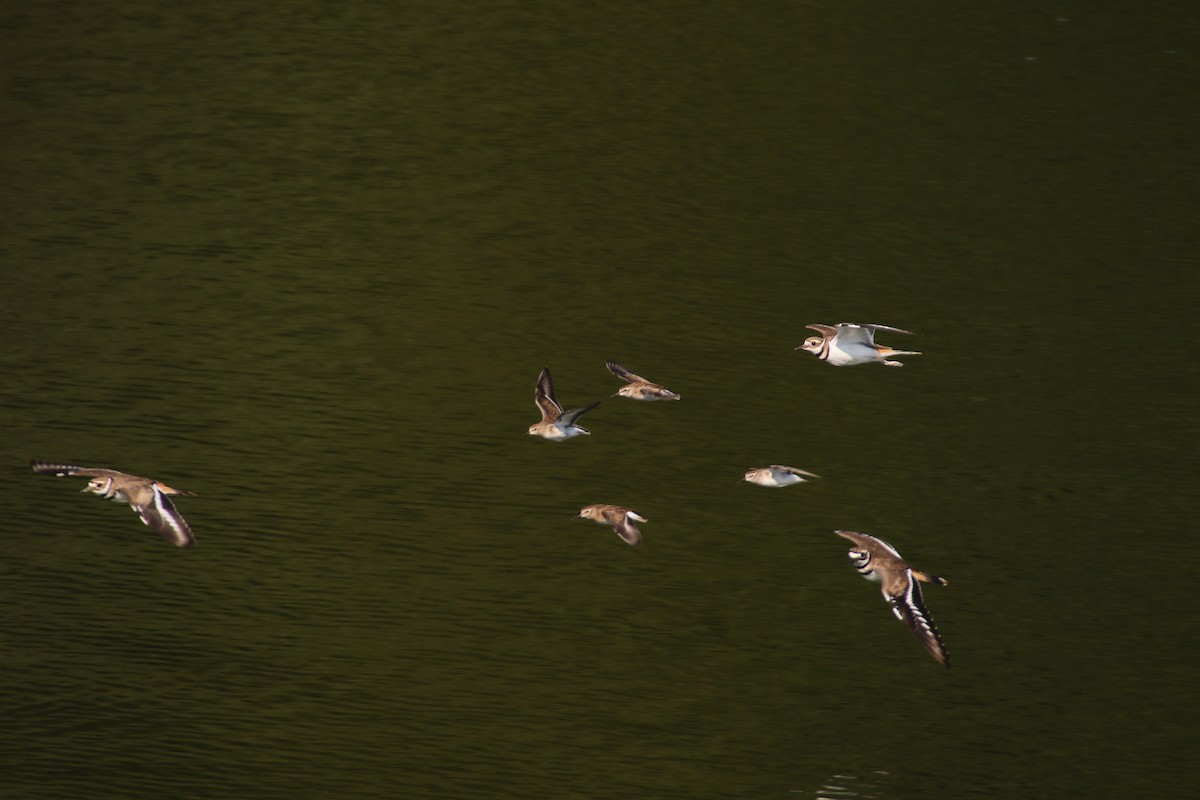 Semipalmated Sandpiper - ML608608648