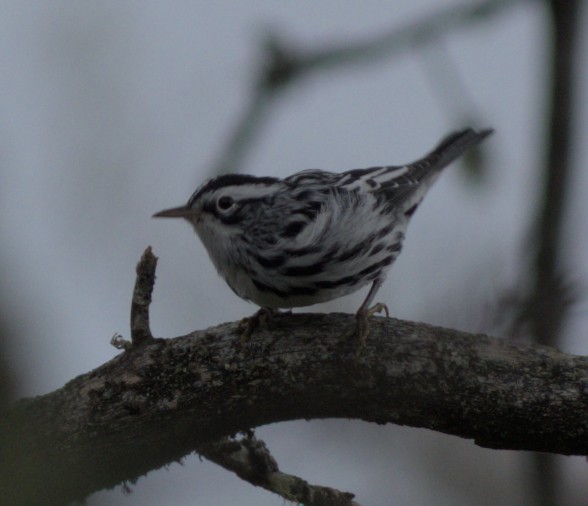 Black-and-white Warbler - ML608608782