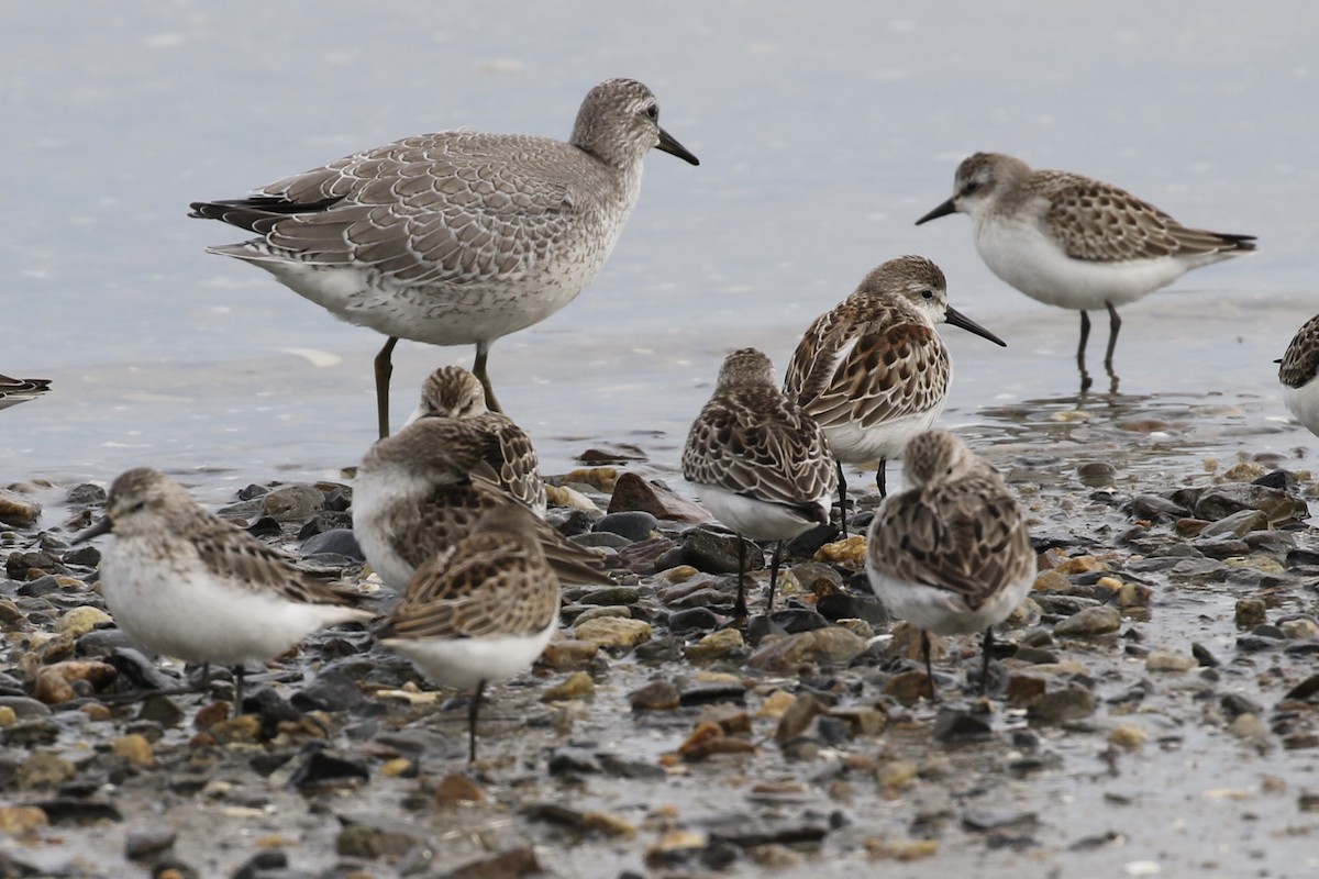 Red Knot - ML608608885