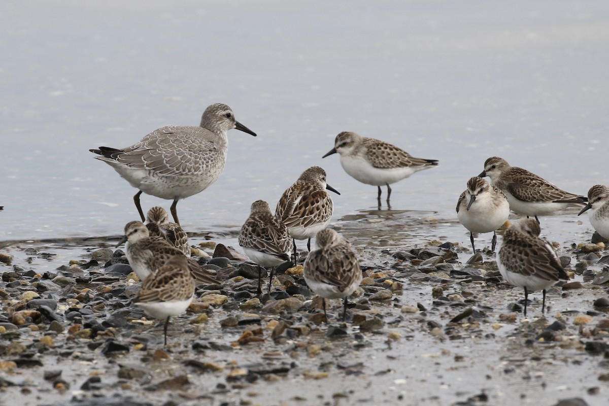 Red Knot - ML608608888