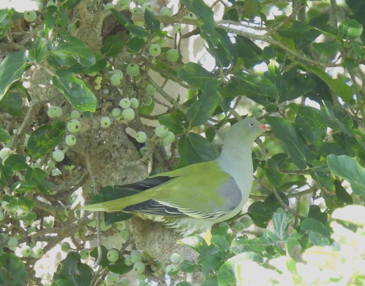 African Green-Pigeon - Sahana M