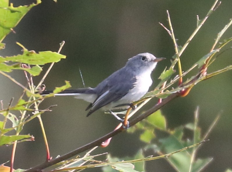 Blue-gray Gnatcatcher - ML608608960