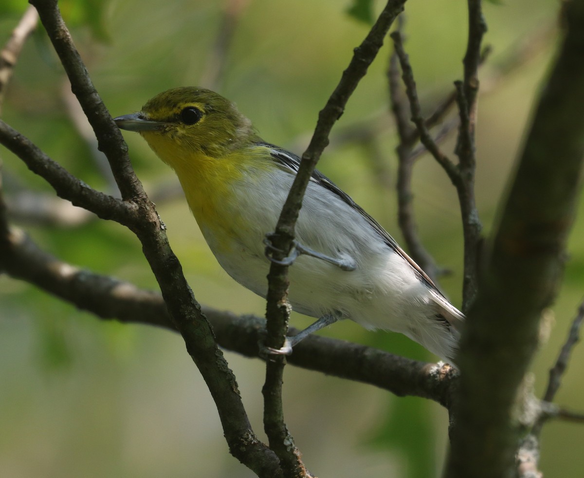 Viréo à gorge jaune - ML608608983