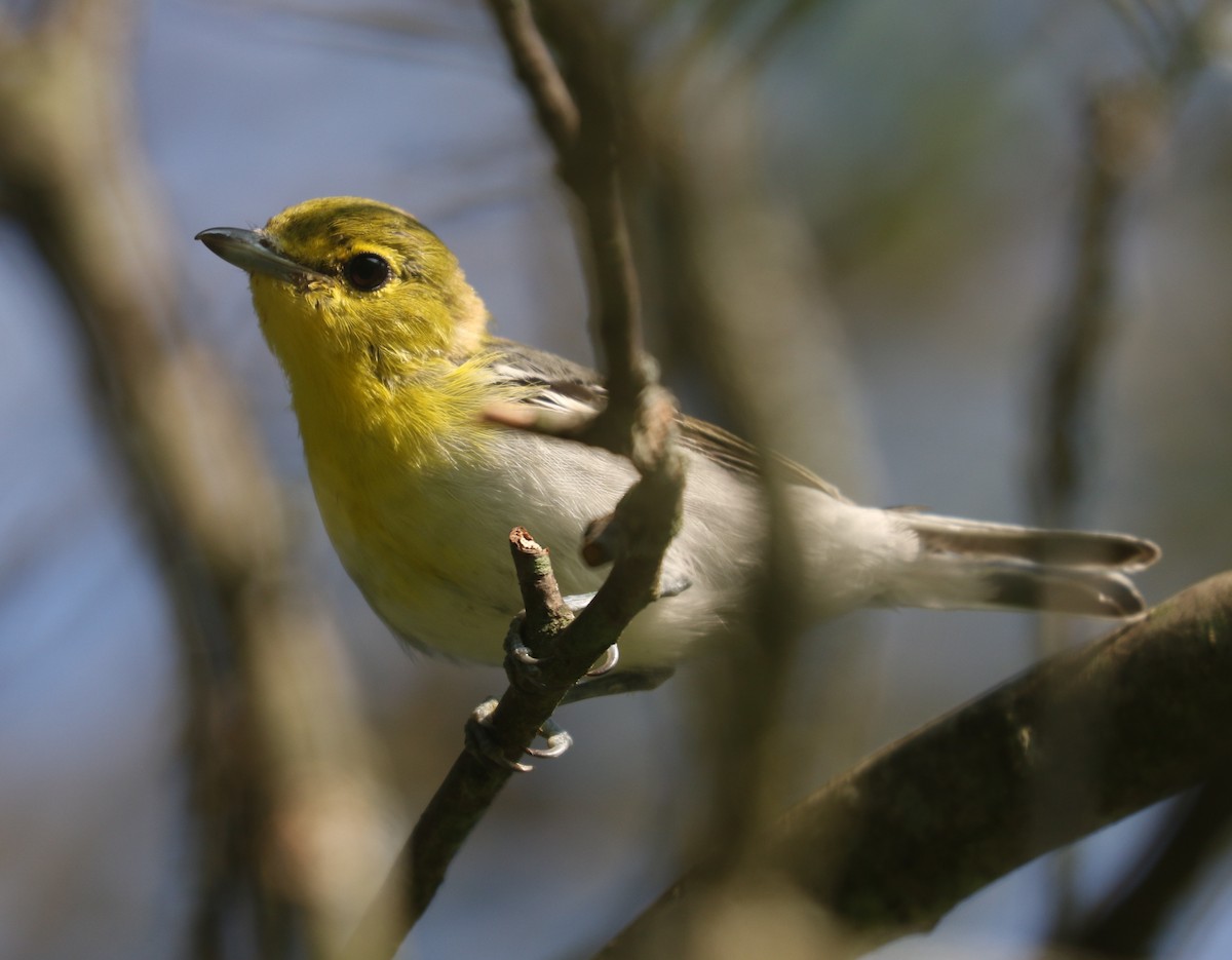 Viréo à gorge jaune - ML608608987