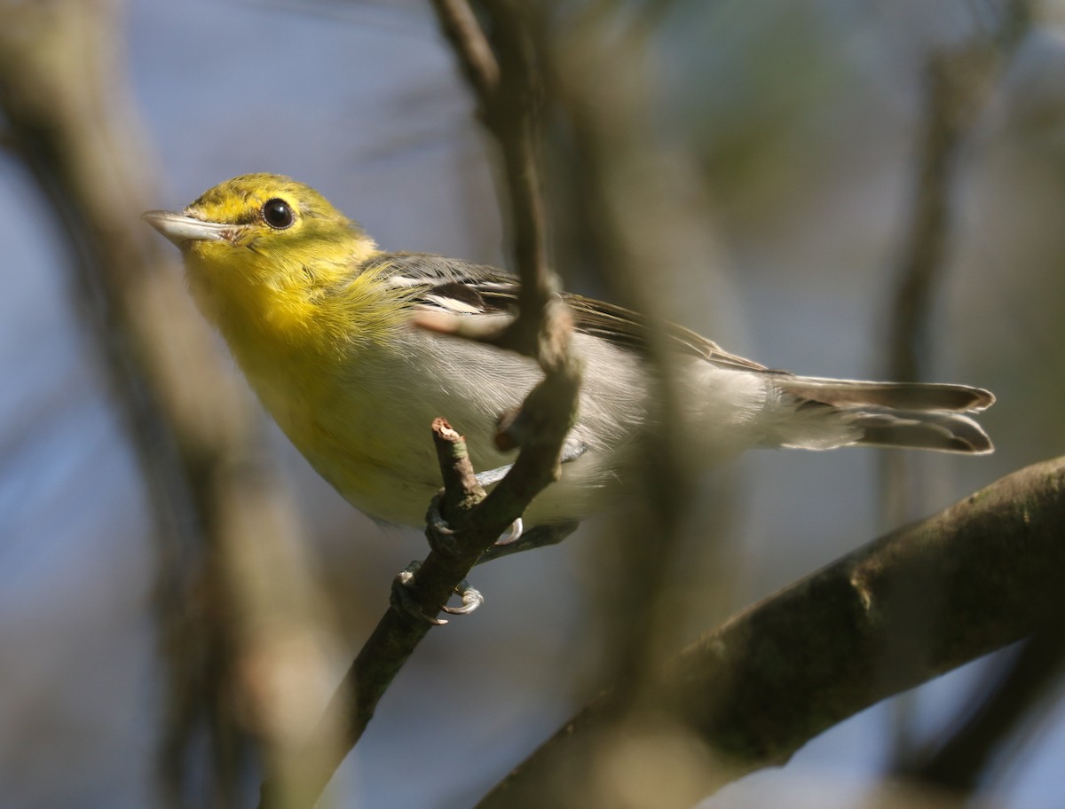 Yellow-throated Vireo - ML608608988