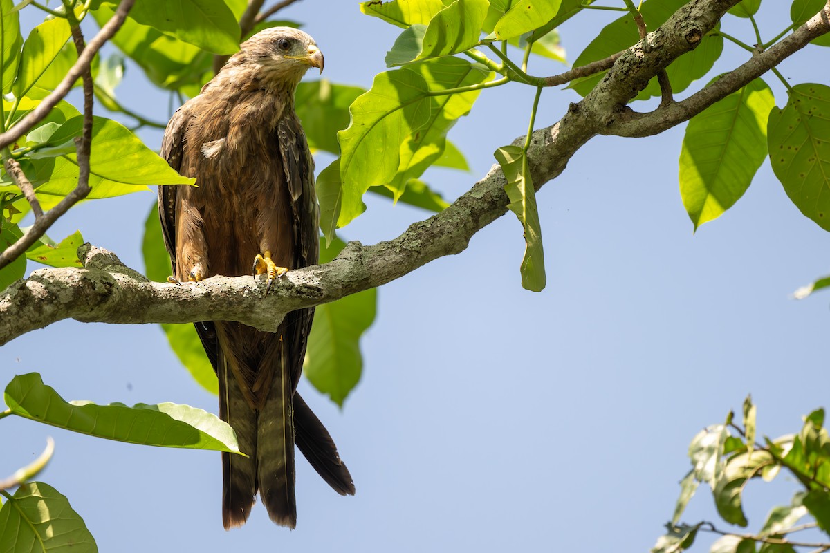 Black Kite - ML608608998