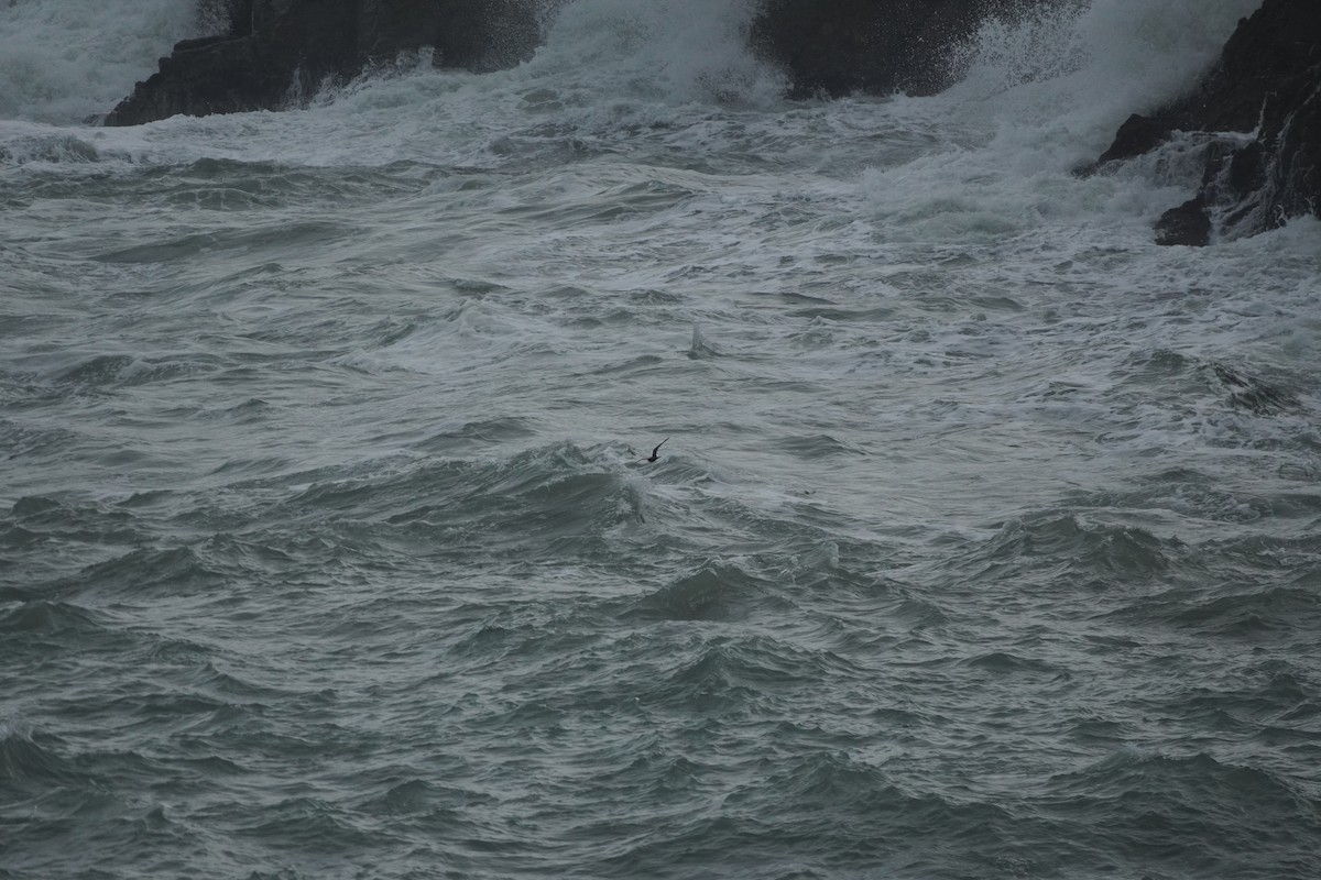 Brown Noddy - ML608609013