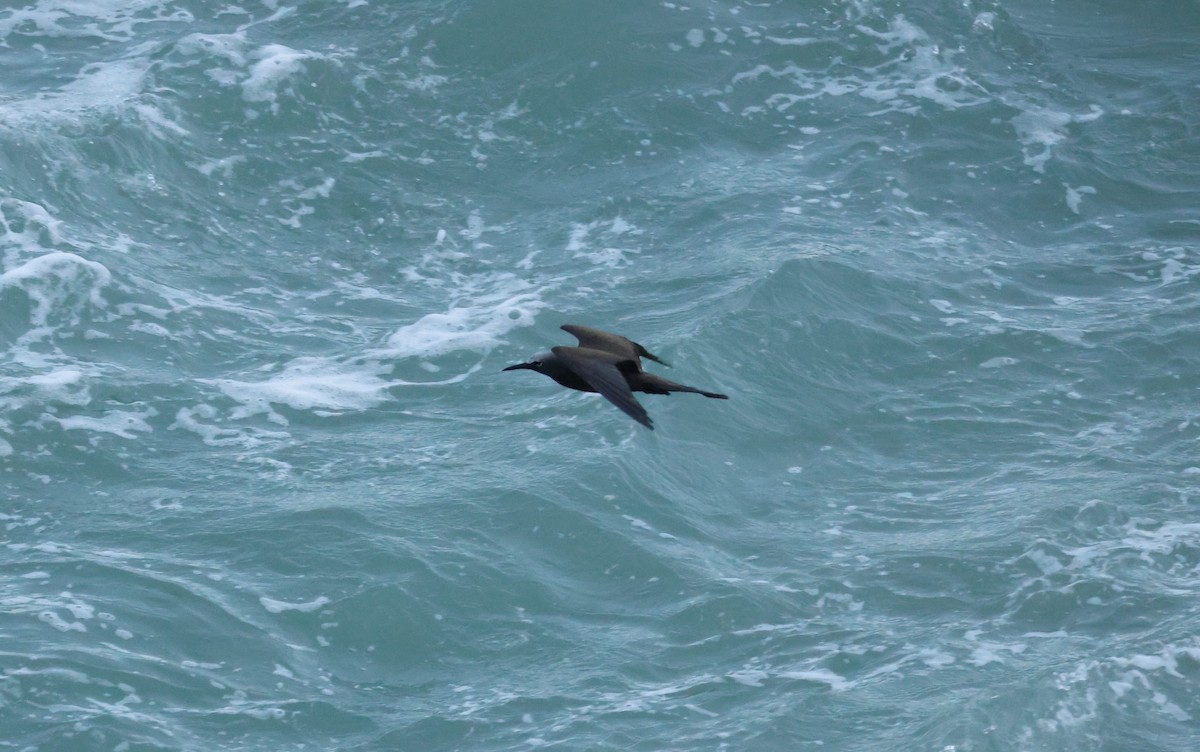 Brown Noddy - ML608609063