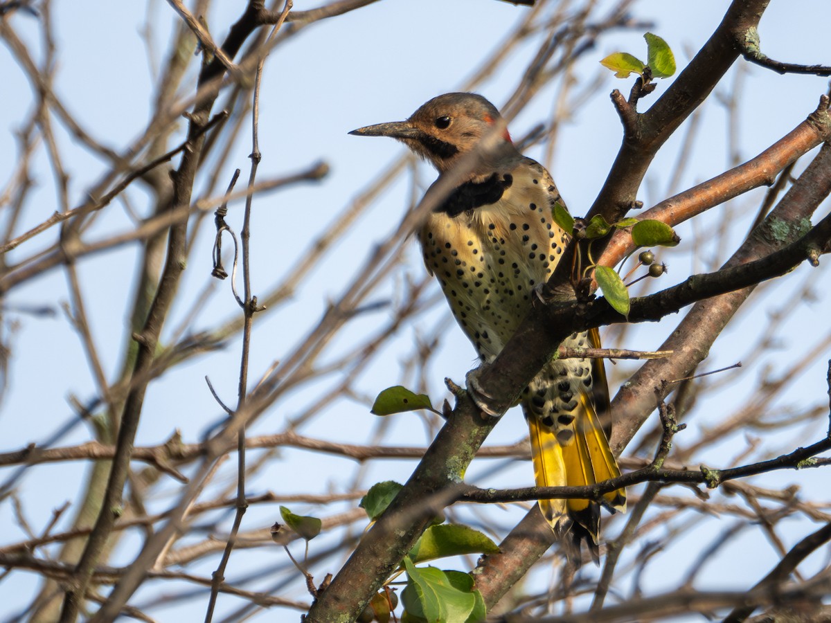 Northern Flicker - ML608609173