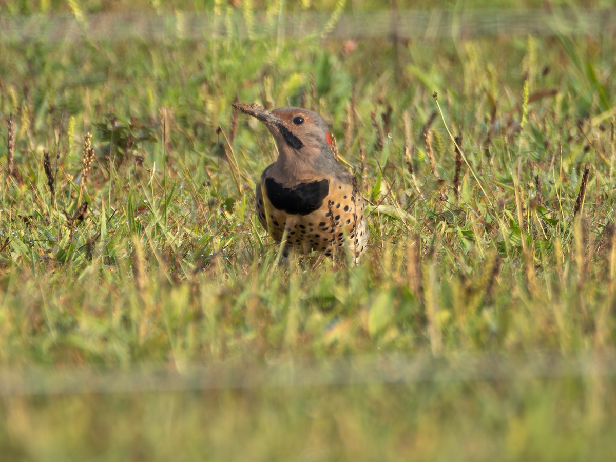 Northern Flicker - Leo Tubay