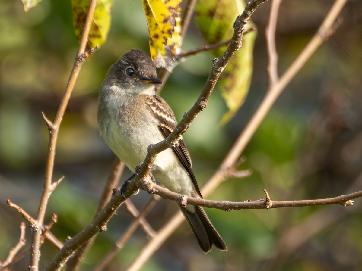 Eastern Wood-Pewee - ML608609197