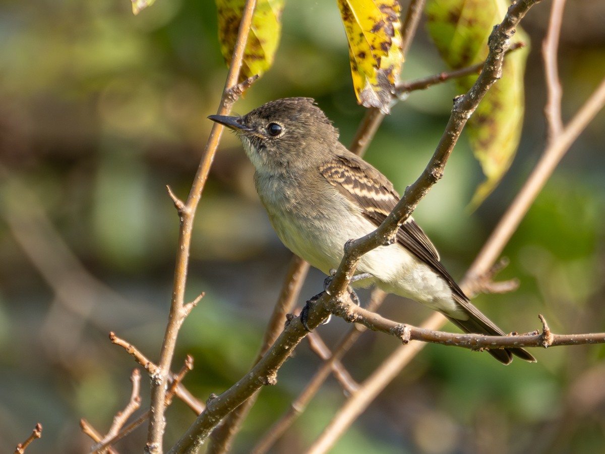 Eastern Wood-Pewee - ML608609198