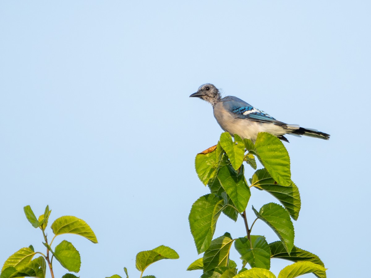 Blue Jay - Leo Tubay