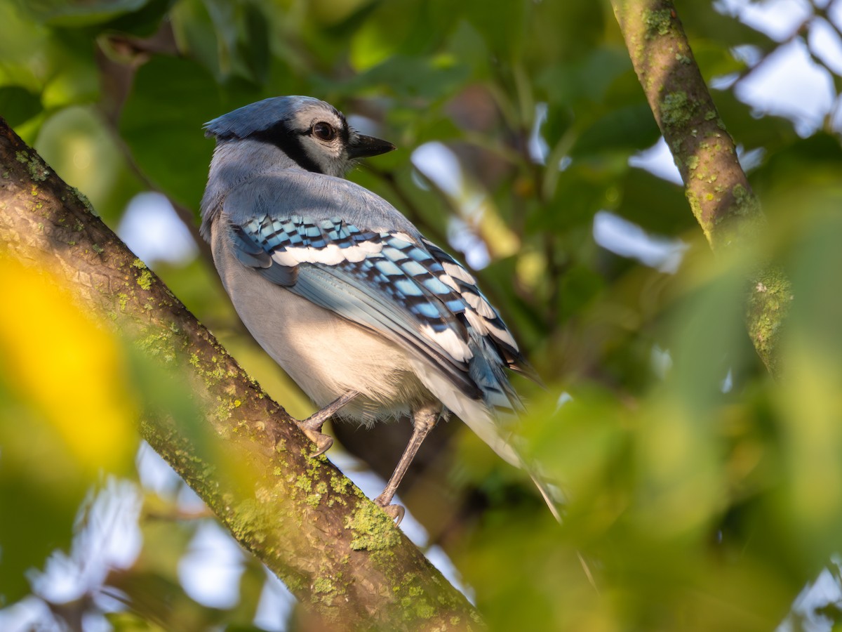 Blue Jay - ML608609205