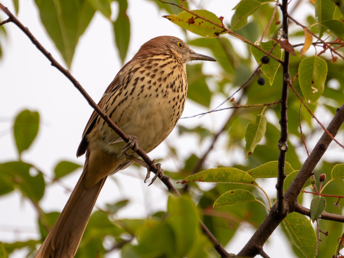 Brown Thrasher - ML608609213