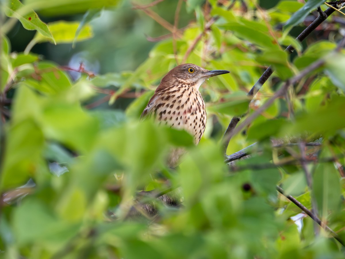 Brown Thrasher - ML608609214