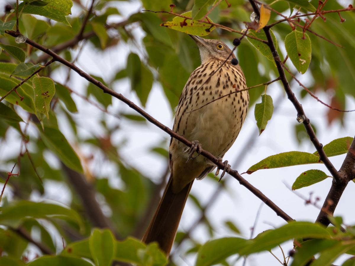 Brown Thrasher - ML608609215