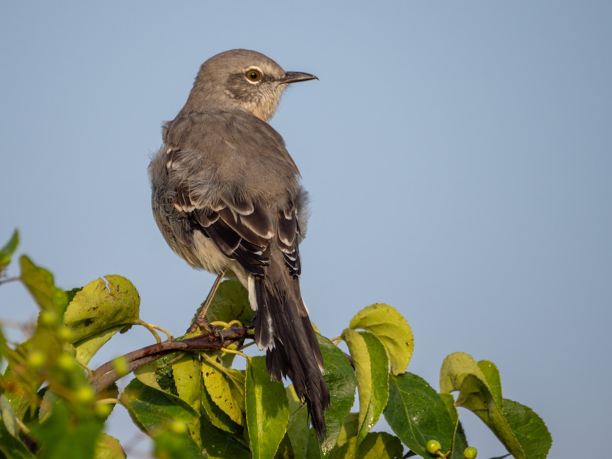 Northern Mockingbird - ML608609236