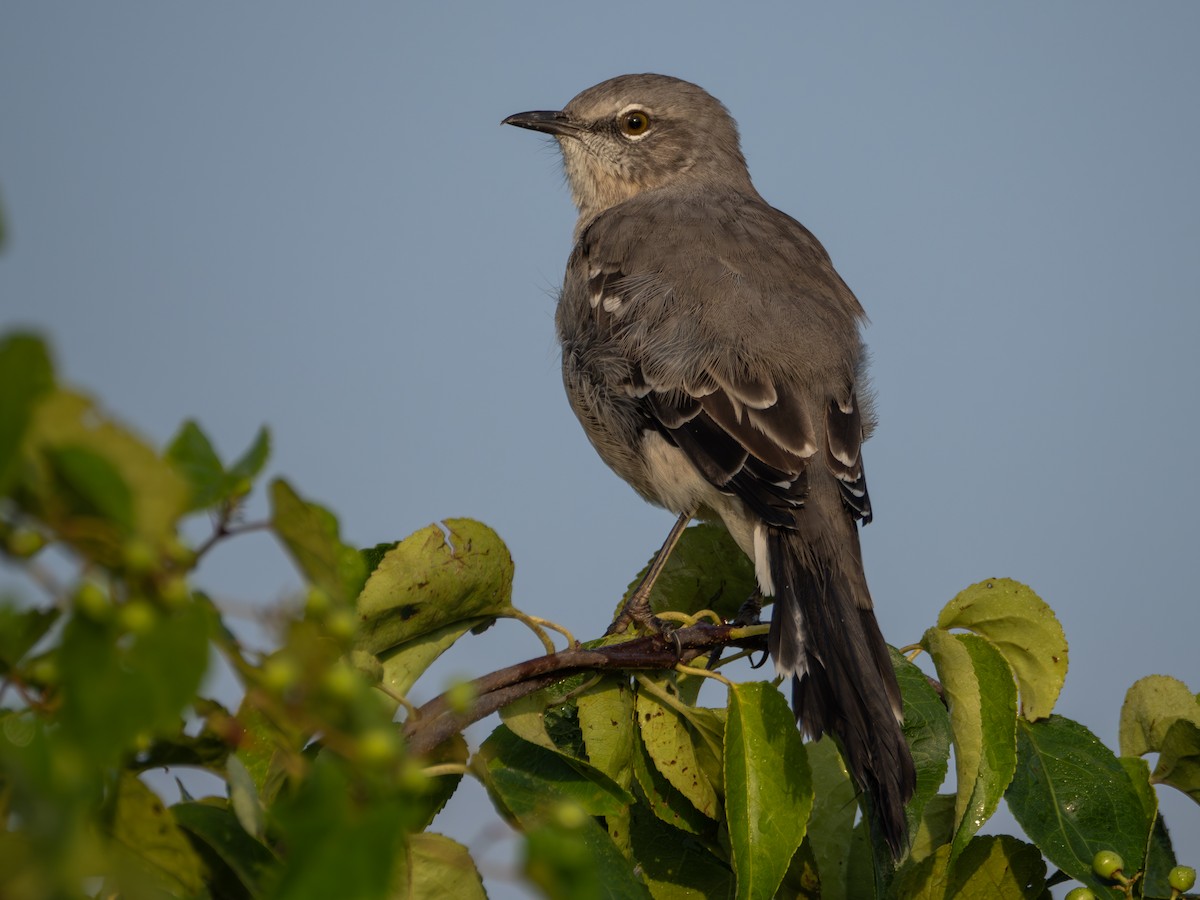 Northern Mockingbird - ML608609237