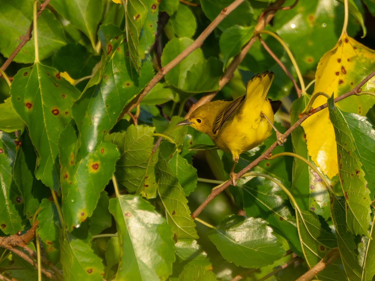Yellow Warbler - ML608609244