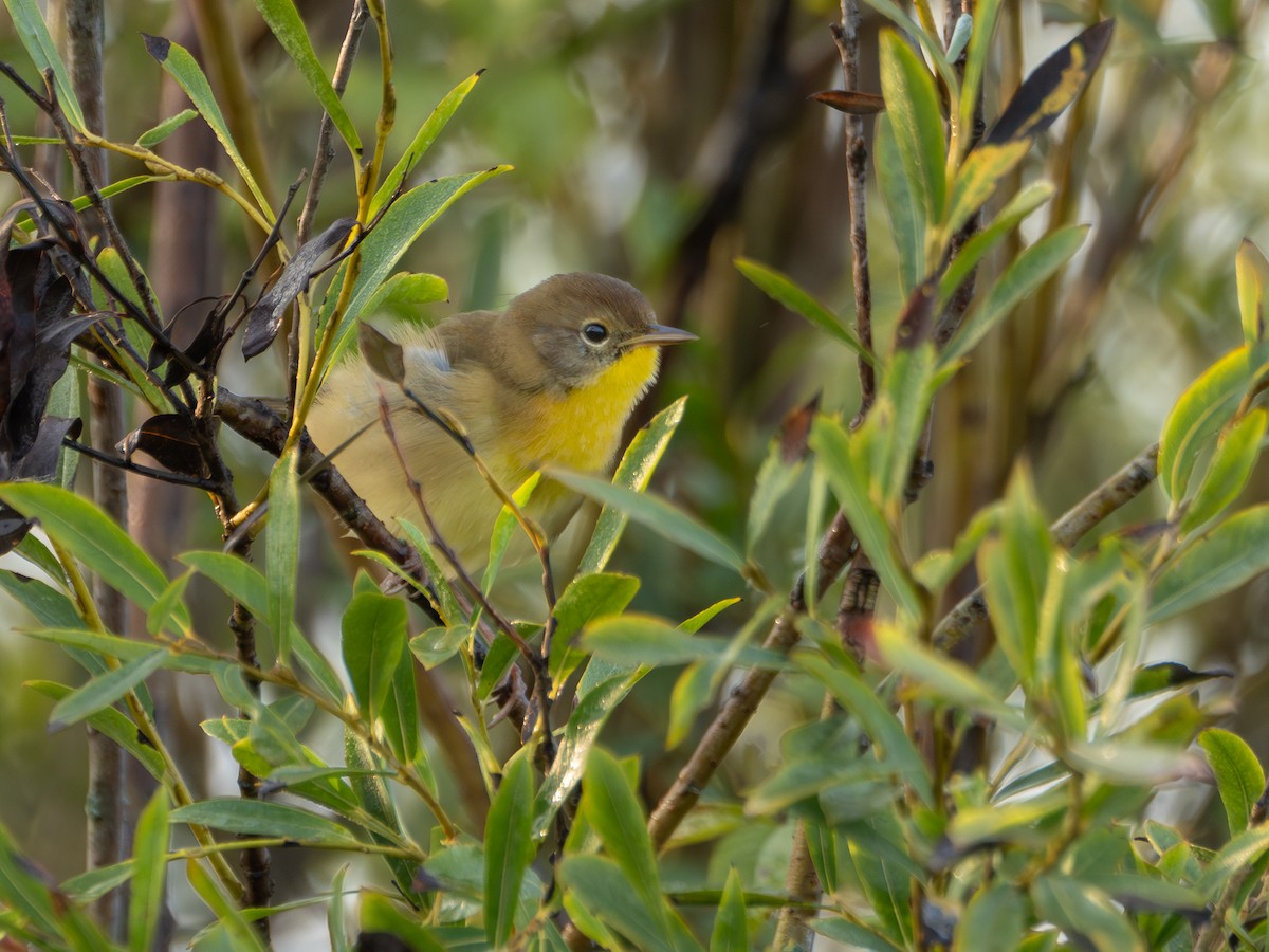 Common Yellowthroat - ML608609295