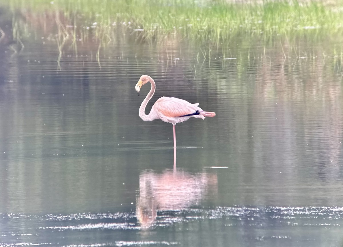 Amerika Flamingosu - ML608609361