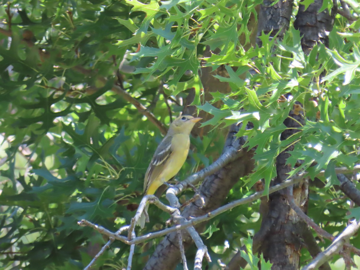 Western Tanager - ML608609417