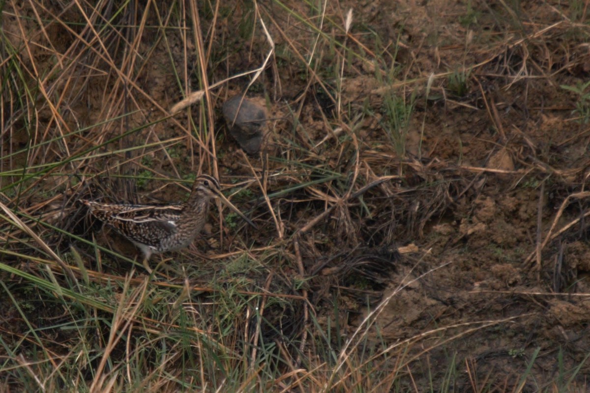 Common Snipe - Francisco Jambas