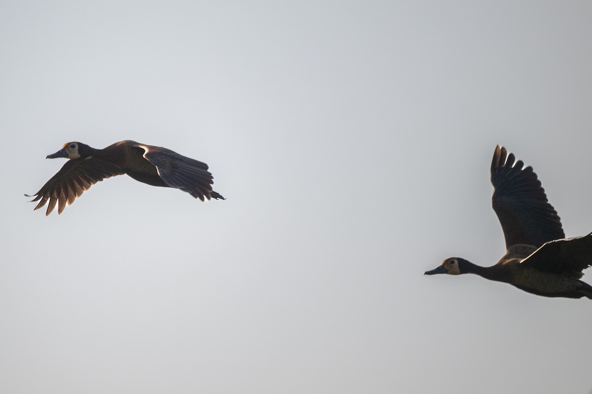 White-faced Whistling-Duck - ML608609486