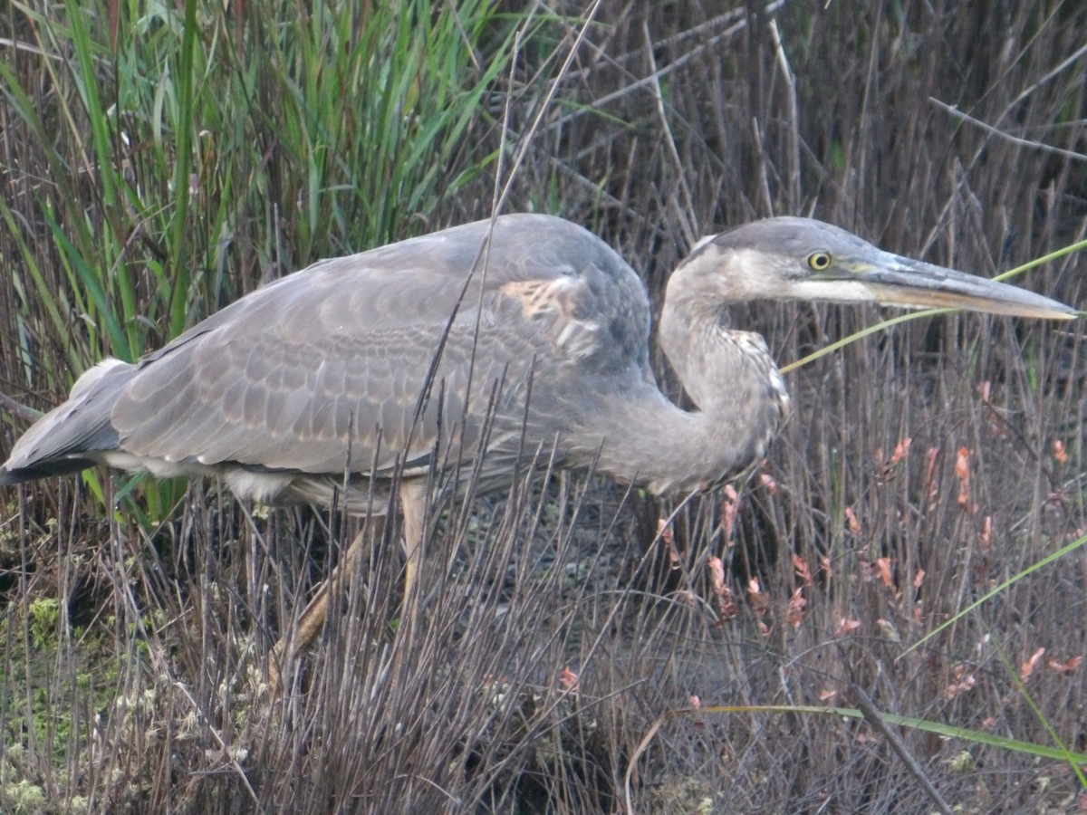 Great Blue Heron - Larry Zirlin